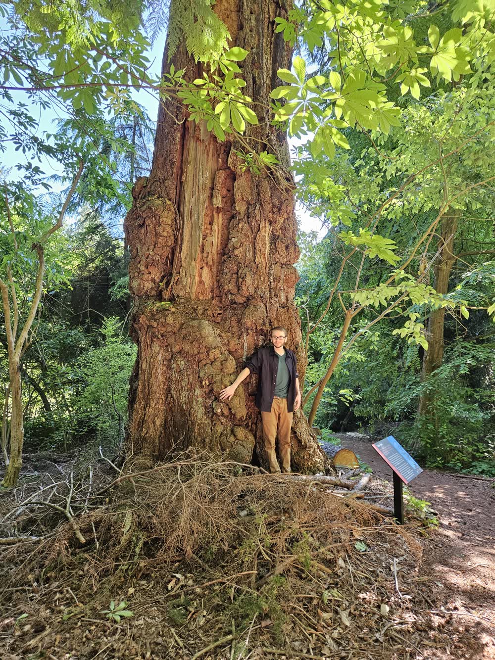 Neil beside a giant tree