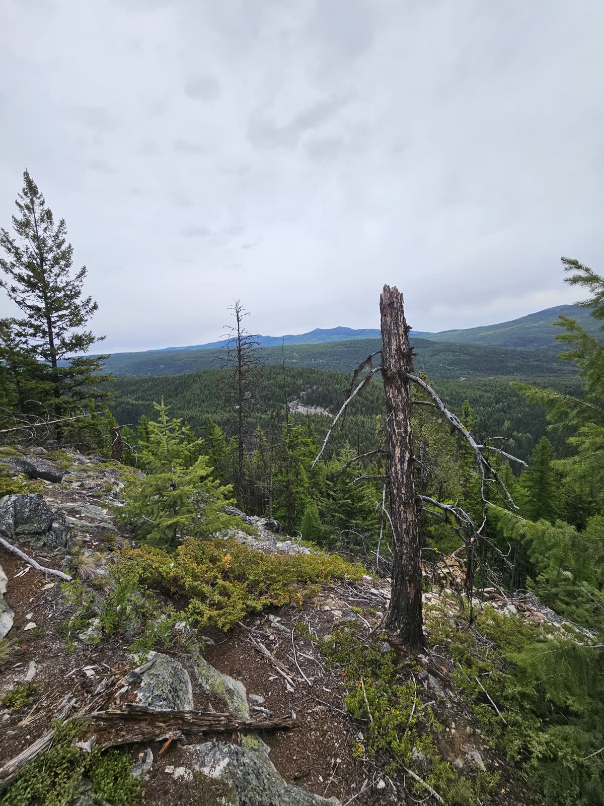 Forest valley field terrain